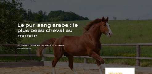 https://www.pur-sang-arabe.fr